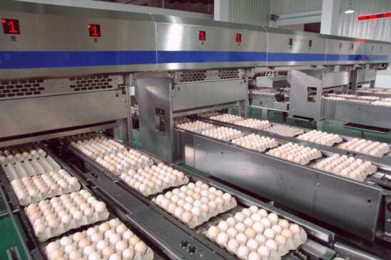 四川最大蛋鸡养殖基地对外开放 专家教市民甄选优质鸡蛋